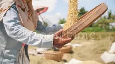 <strong>水稻收获</strong>过程。巴厘岛的农场用筛子筛稻子，然后把稻子扔在地上。传统的亚洲农业。4K慢行